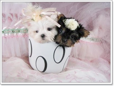 Dogilike.com :: Ҿѡͧͧ  T Cup  in Cup