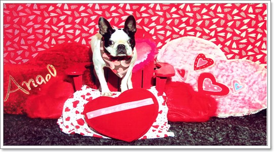 Dogilike.com :: Ὺ蹷Ҵͧ love love
