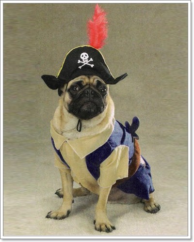 Dogilike.com :: Pirate Dog ͹ͧѴ!