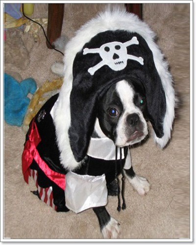 Dogilike.com :: Pirate Dog ͹ͧѴ!