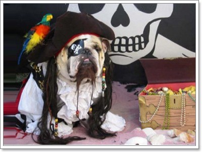 Dogilike.com :: Pirate Dog ͹ͧѴ!