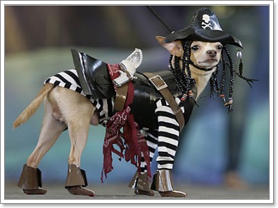 Dogilike.com :: Pirate Dog ͹ͧѴ!