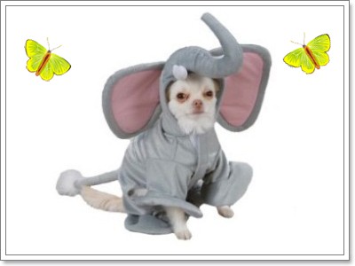 Dogilike.com :: Ὺ���ǹ�ѵ�����Ңͧ��ͧ��� 