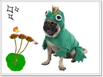 Dogilike.com :: Ὺ���ǹ�ѵ�����Ңͧ��ͧ��� 