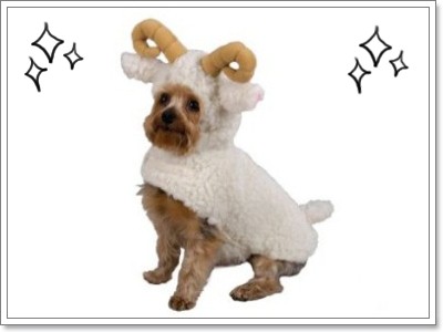 Dogilike.com :: Ὺ���ǹ�ѵ�����Ңͧ��ͧ��� 