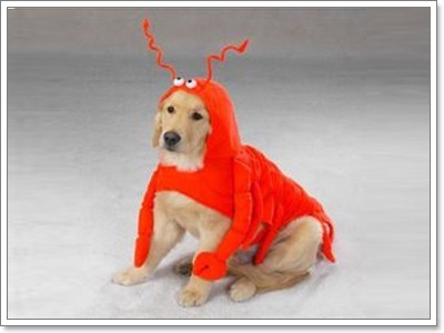 Dogilike.com :: Ὺ���ǹ�ѵ�����Ңͧ��ͧ��� 