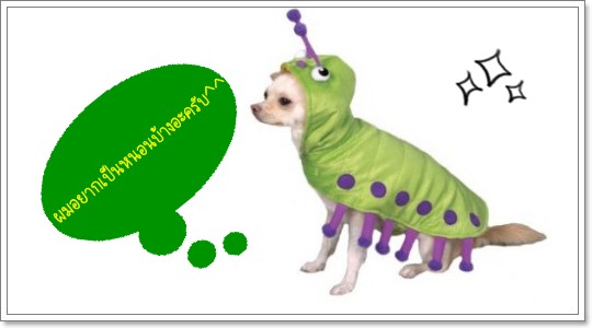 Dogilike.com :: Ὺ���ǹ�ѵ�����Ңͧ��ͧ��� 