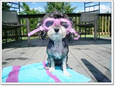 Dogilike.com :: ��蹴ӹ�ӹ�ͧ���