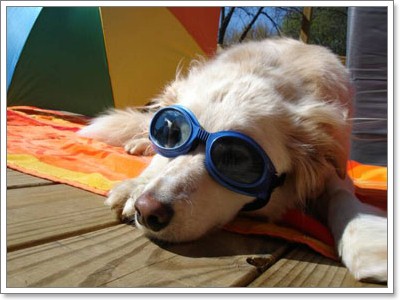 Dogilike.com :: ��蹴ӹ�ӹ�ͧ���