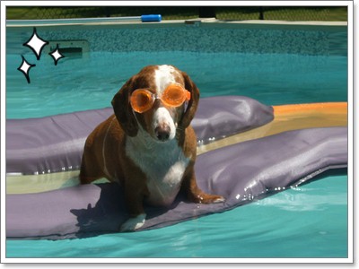 Dogilike.com :: ��蹴ӹ�ӹ�ͧ���