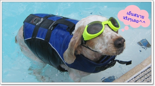 Dogilike.com :: ��蹴ӹ�ӹ�ͧ���