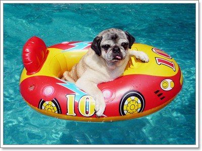 Dogilike.com :: ͧҡѺǧҧ Ѻ! 