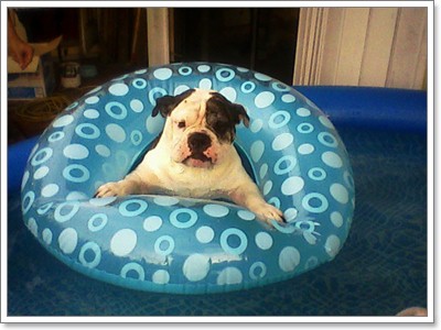 Dogilike.com :: ͧҡѺǧҧ Ѻ! 