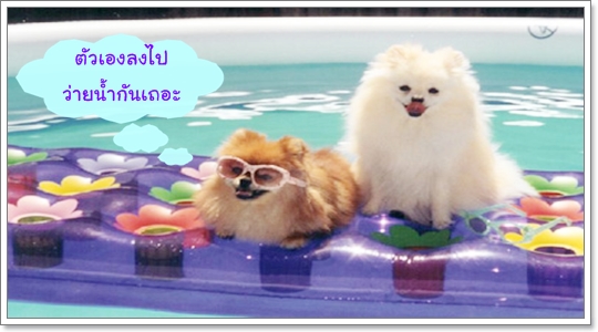 Dogilike.com :: ͧҡѺǧҧ Ѻ! 