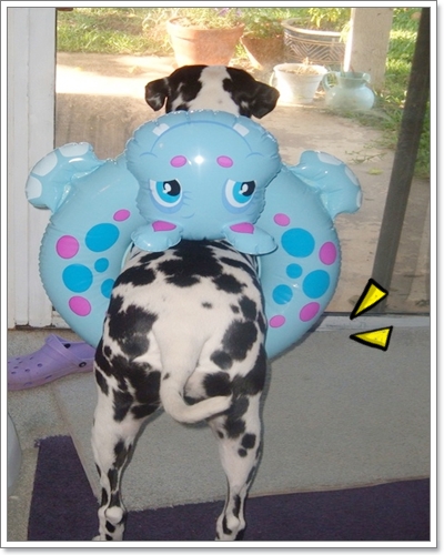 Dogilike.com :: ͧҡѺǧҧ Ѻ! 