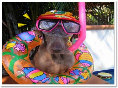 Dogilike.com :: ͧҡѺǧҧ Ѻ! 