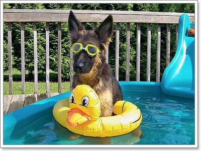 Dogilike.com :: ͧҡѺǧҧ Ѻ! 