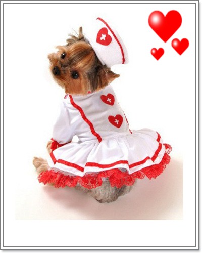 Dogilike.com :: ไปหาหมอกันเถอะ Dogilike.com :: ไปหาหมอกันเถอะ