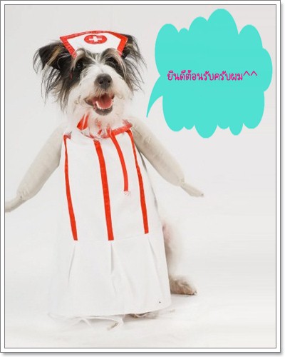 Dogilike.com :: ไปหาหมอกันเถอะ Dogilike.com :: ไปหาหมอกันเถอะ