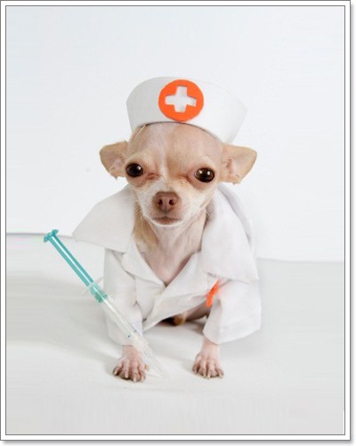 Dogilike.com :: ไปหาหมอกันเถอะ Dogilike.com :: ไปหาหมอกันเถอะ