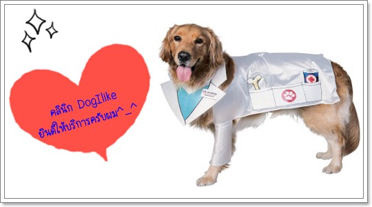 Dogilike.com :: �����͡ѹ���