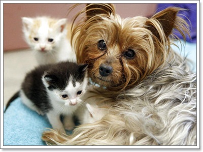 Dogilike.com :: ѡ §ͧ