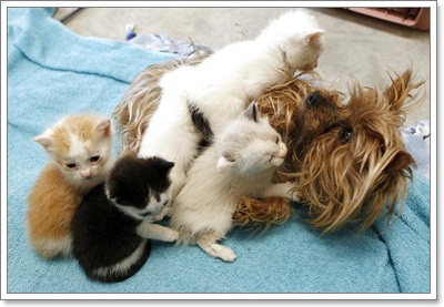 Dogilike.com :: ѡ §ͧ