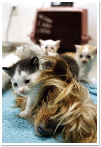 Dogilike.com :: ѡ §ͧ