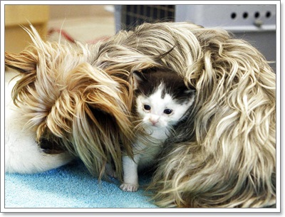 Dogilike.com :: ѡ §ͧ