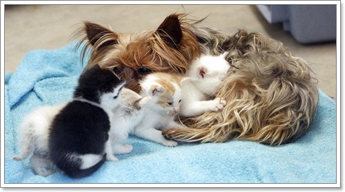 Dogilike.com :: ѡ §ͧ