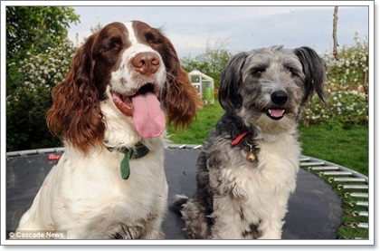 Dogilike.com :: ´ 2ٺ˹Ҽ 70 ص
