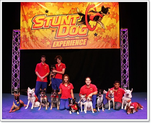 Dogilike.com :: The Stunt Dog Guy ꧤҹѡʴ