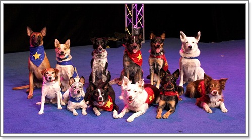 Dogilike.com :: The Stunt Dog Guy ꧤҹѡʴ