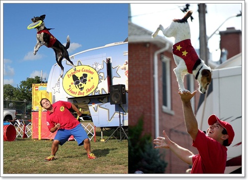 Dogilike.com :: The Stunt Dog Guy ꧤҹѡʴ