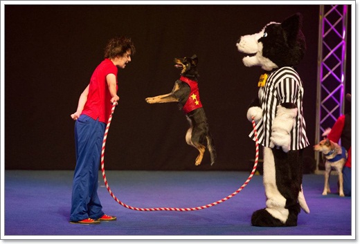 Dogilike.com :: The Stunt Dog Guy ꧤҹѡʴ