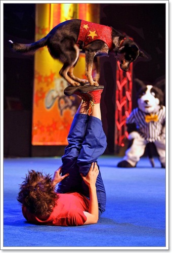 Dogilike.com :: The Stunt Dog Guy ꧤҹѡʴ