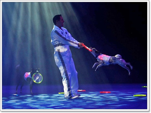 Dogilike.com :: The Stunt Dog Guy ꧤҹѡʴ
