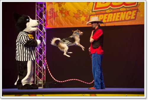 Dogilike.com :: The Stunt Dog Guy ꧤҹѡʴ