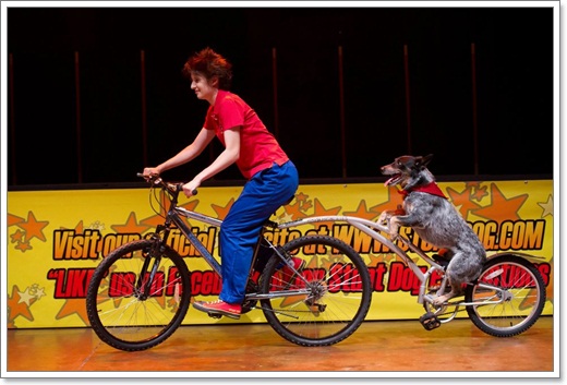 Dogilike.com :: The Stunt Dog Guy ꧤҹѡʴ