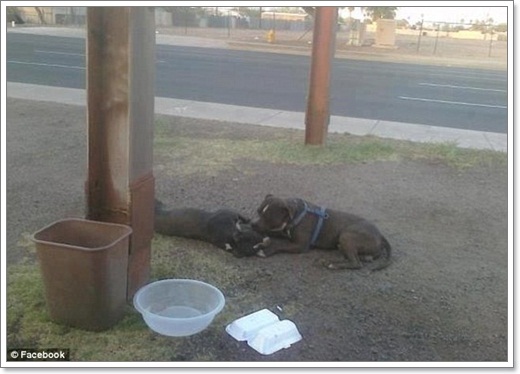 Dogilike.com :: ͹! Էҧ͹ٺҹ 14 