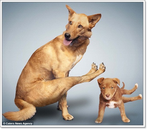Dogilike.com :: Żйҷ! ¤ЩѺ