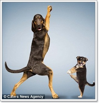 Dogilike.com :: Żйҷ! ¤ЩѺ