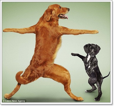 Dogilike.com :: Żйҷ! ¤ЩѺ
