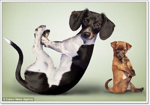 Dogilike.com :: Żйҷ! ¤ЩѺ