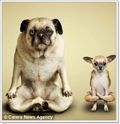 Dogilike.com :: Żйҷ! ¤ЩѺ