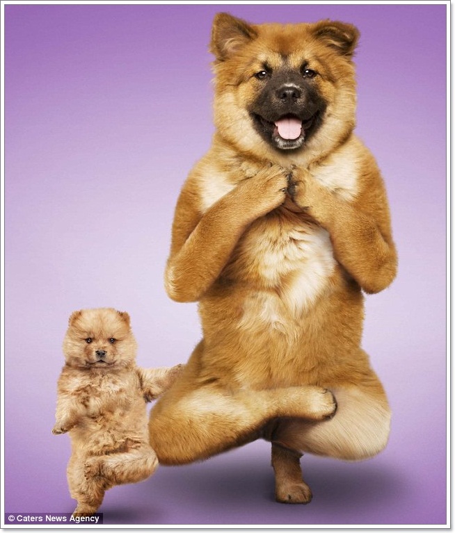 Dogilike.com :: Żйҷ! ¤ЩѺ