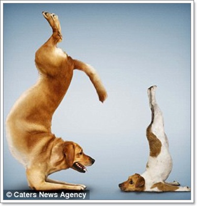 Dogilike.com :: Żйҷ! ¤ЩѺ