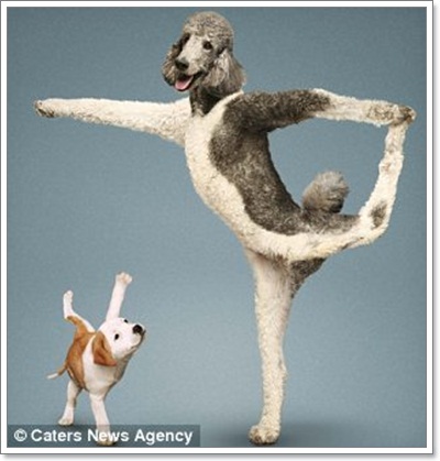 Dogilike.com :: Żйҷ! ¤ЩѺ