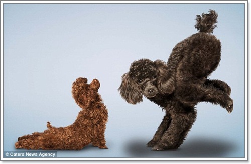 Dogilike.com :: Żйҷ! ¤ЩѺ