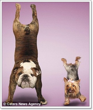 Dogilike.com :: Żйҷ! ¤ЩѺ